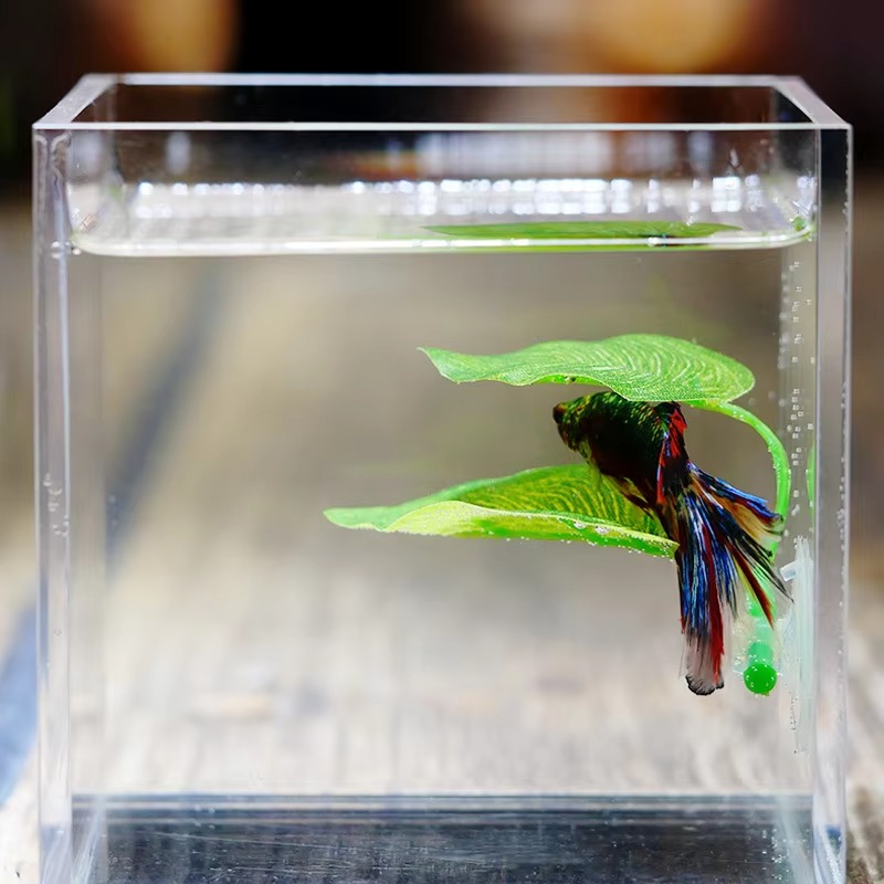 Planted Aquarium Betta - Betta Vis Rust Aquarium Bladplanten Decoratie