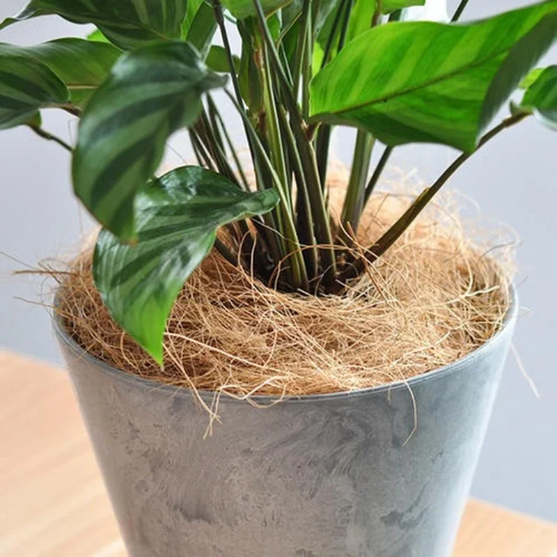 Natuurlijke Kokosnoot Schil Ve - Tissue Culture Plant recensie en prijs