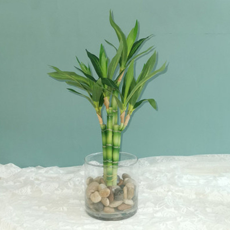 Nieuwe 40 cm rFtificial Lucky  - Aquarium Plant Display recensie en prijs