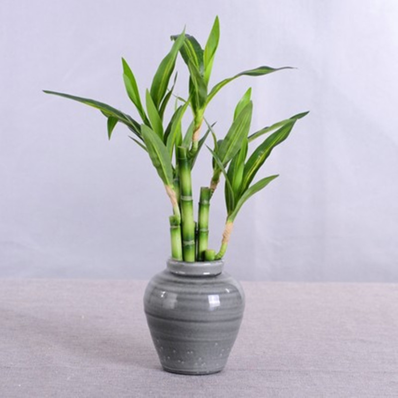Nieuwe 40 cm rFtificial Lucky  - Aquarium Plant Display recensie en prijs