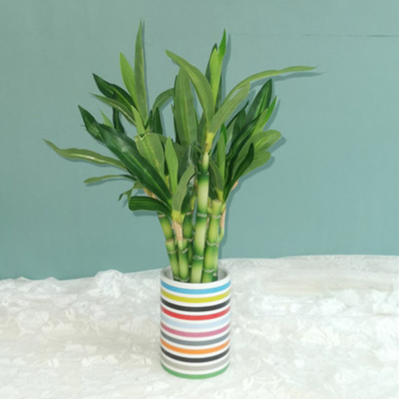 Nieuwe 40 cm rFtificial Lucky  - Aquarium Plant Display recensie en prijs