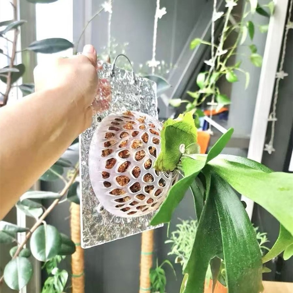 Uitgeholde planten Bodembesche - Tissue Culture Plant recensie en prijs