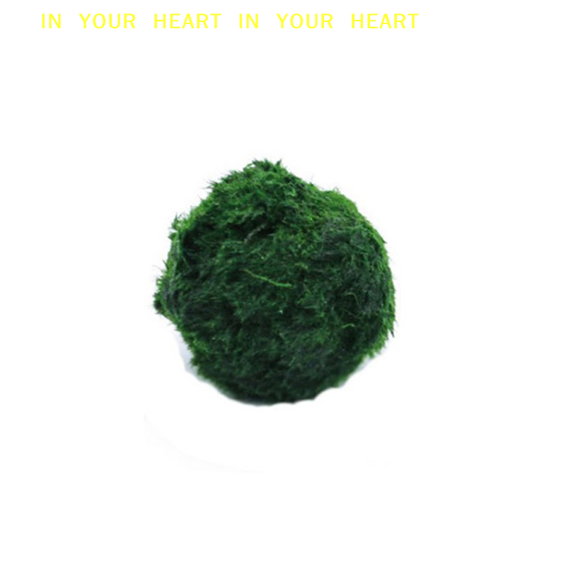 【X】3-4cm Marimo Mosballen Leve - Aquarium Plant Roots recensie en prijs