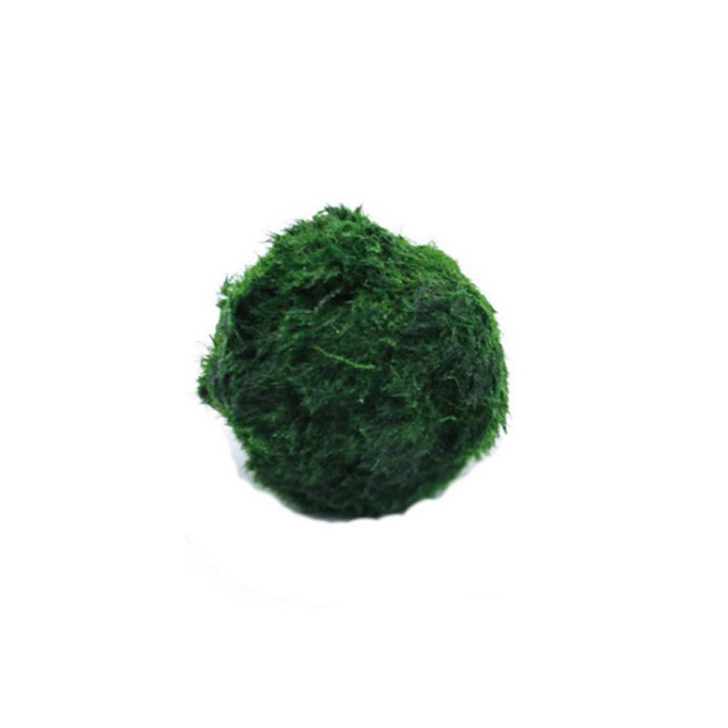 Marimo Mos Ballen Live Aquariu - Aquarium Plant Roots recensie en prijs