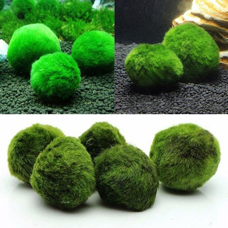 Marimo Mos Ballen Live Aquariu - Aquarium Plant Roots recensie en prijs