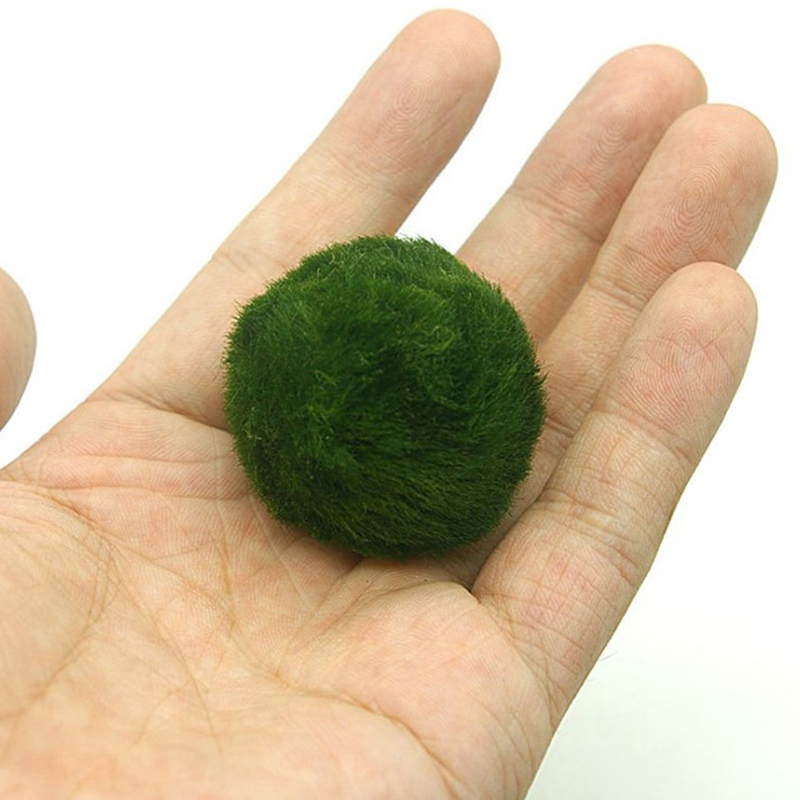 Marimo Mos Ballen Live Aquariu - Aquarium Plant Roots recensie en prijs