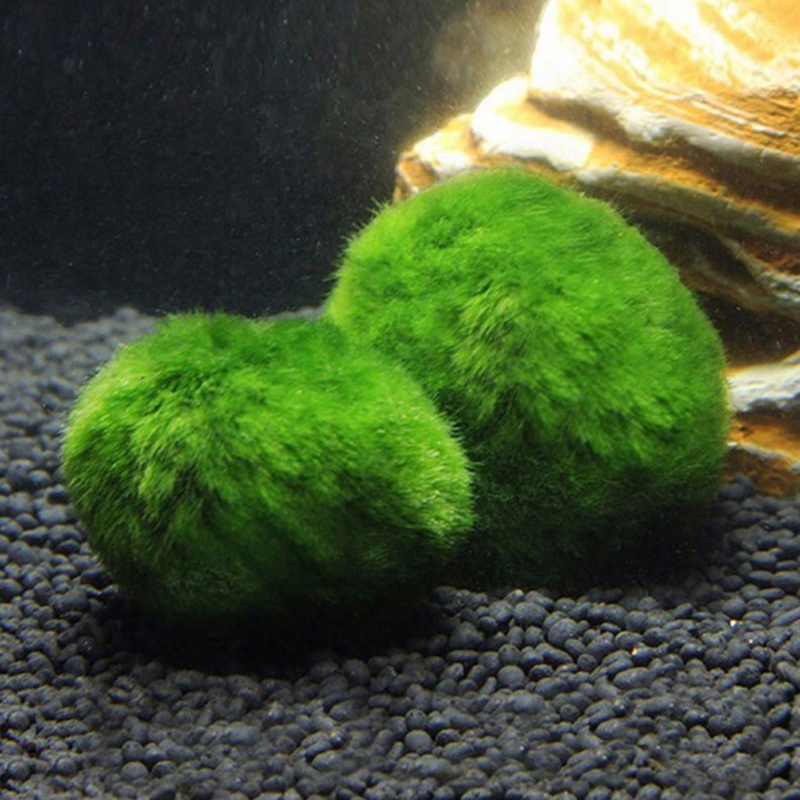 Marimo Mos Ballen Live Aquariu - Aquarium Plant Roots recensie en prijs