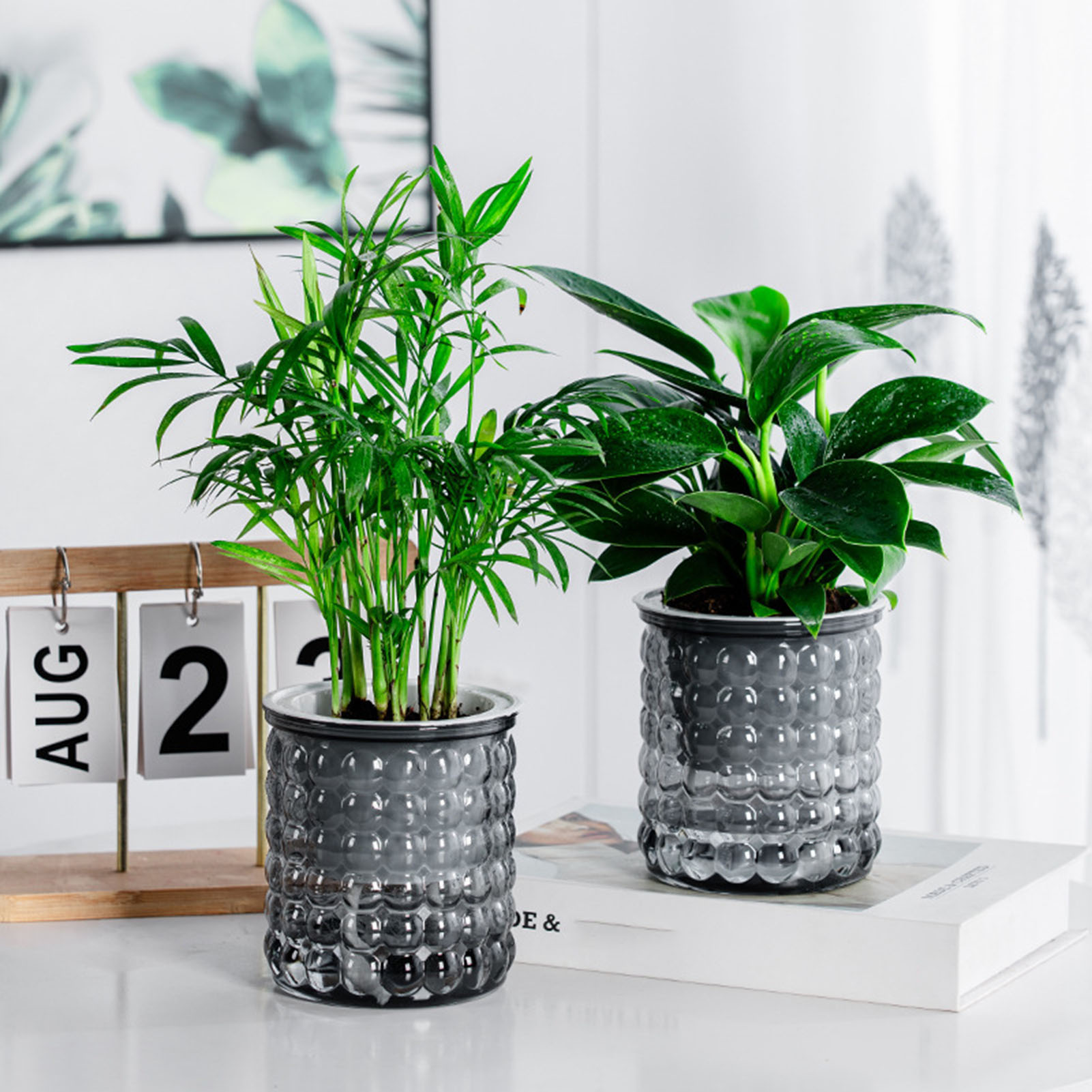 Nieuwe Zelf Watering Hydrocult - Tissue Culture Plant recensie en prijs