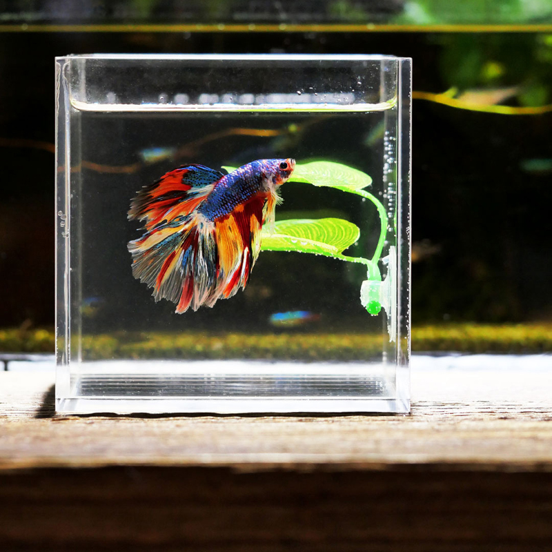 Betta Vis Rust Aquarium Bladpl - Planted Aquarium Betta recensie en prijs