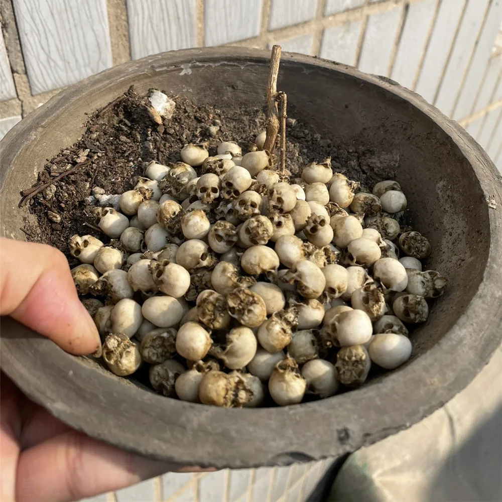 Mini Skull Hoge kwaliteit mini - Aquarium Plant Display recensie en prijs