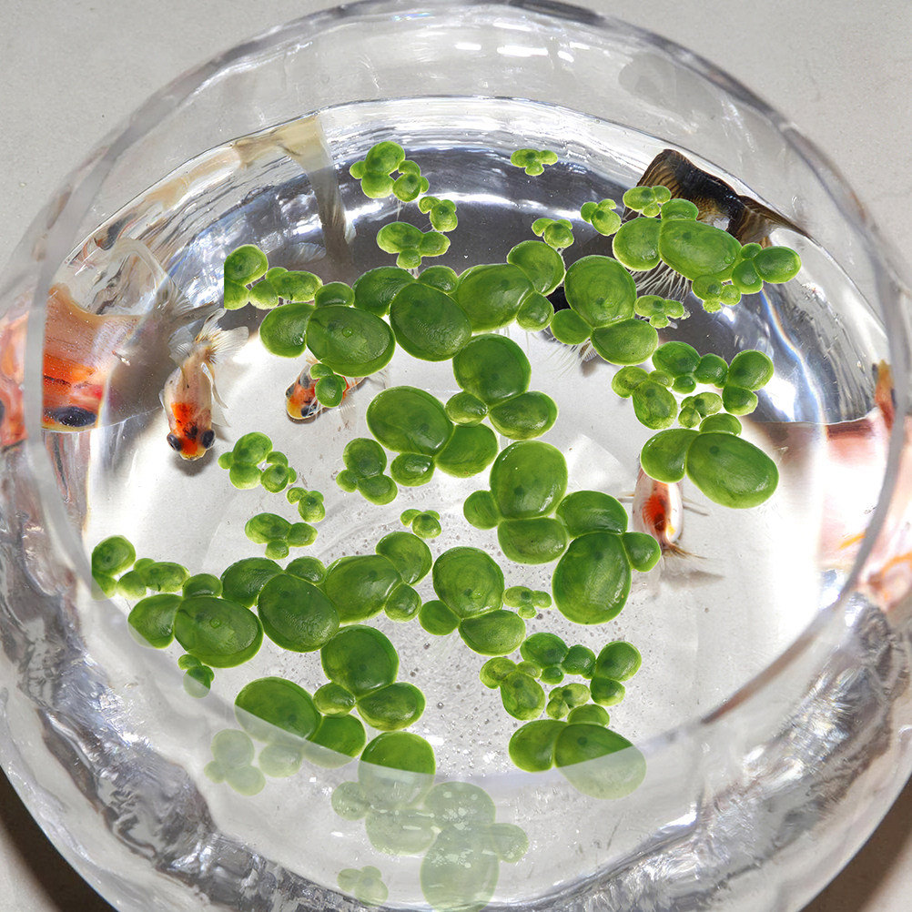 6-pack kunstmatige drijvende w - Aquarium Plant Roots recensie en prijs